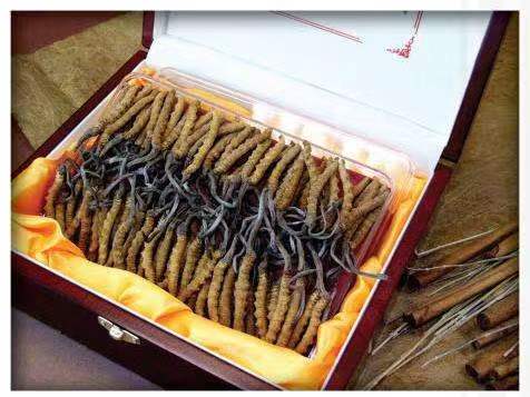 西宁冬虫夏草回收